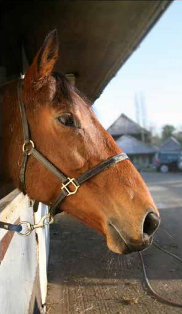 vera stabled