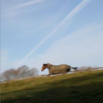 galloping